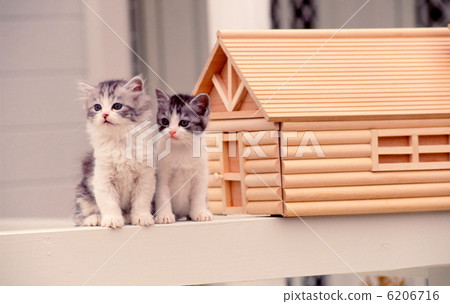 Cute kitten Cute kitten 6206716