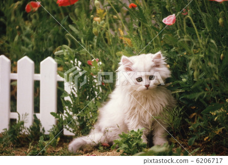 Cute kitten Cute kitten 6206717