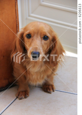 miniature dachshund, animal, animals 6206813