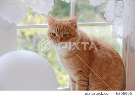 a cat, cat, pussy 6206906