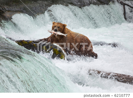 Bear on Alaska 6210777