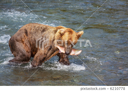 Bear on Alaska Bear on Alaska 6210778