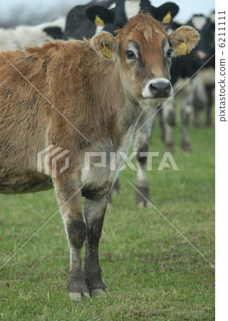 澤西牛 澤西牛 6211111