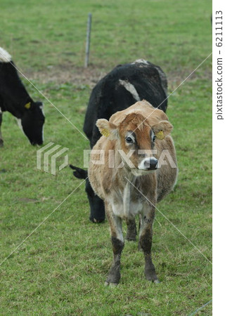 澤西牛 澤西牛 6211113