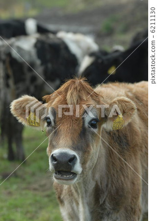 澤西牛 澤西牛 6211130