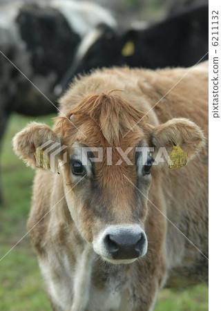 澤西牛 澤西牛 6211132