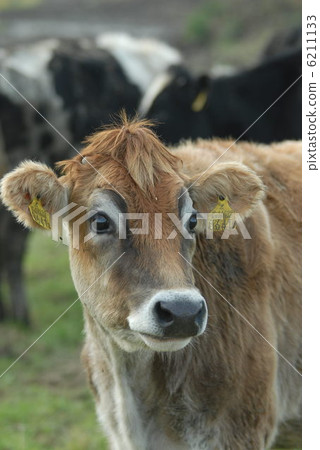 澤西牛 澤西牛 6211133