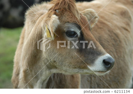 澤西牛 澤西牛 6211134