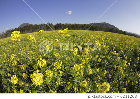 油菜田 6211268