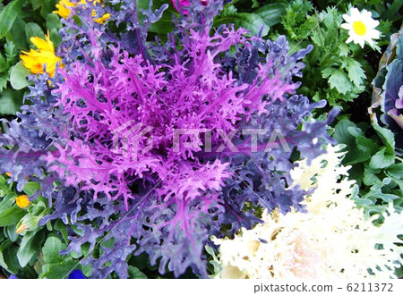 冬季背景材料·紫葉屬植物哈伯坦·水平位置 冬季背景材料·紫葉屬植物哈伯坦·水平位置 6211372