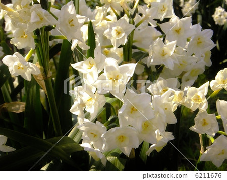 水仙花系列 6211676