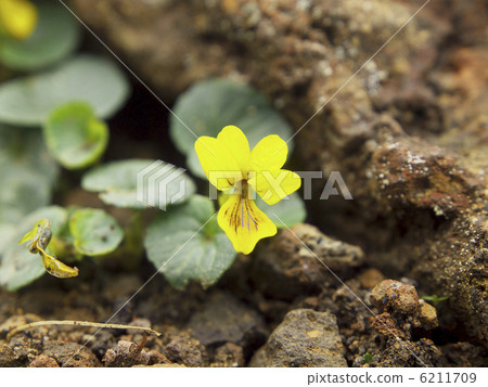 Yatsugatake kisamele Yatsugatake kisamele 6211709