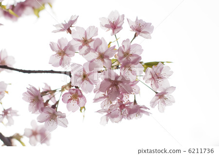 櫻花 櫻花 6211736