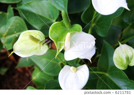 White anthurium · Horizontal position 6211781