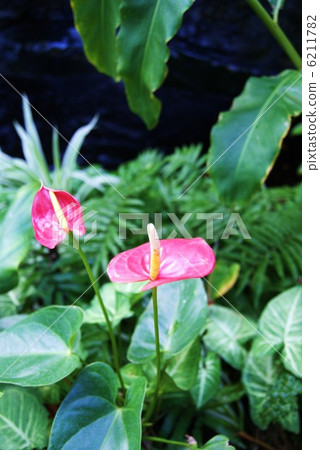 Red anthurium · Vertical position 6211782