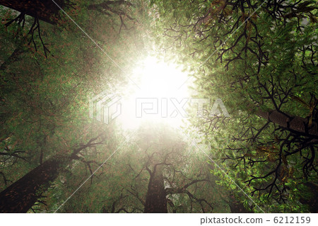 Looking Up from Deep Forest 3D render 6212159