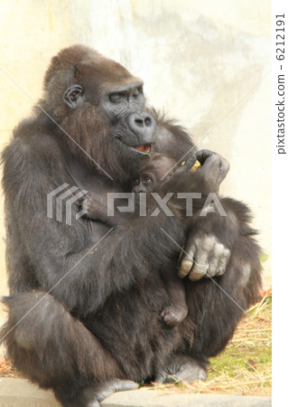 羅蘭大猩猩寶貝 6212191