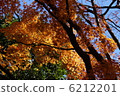 Autumn leaves 6212201