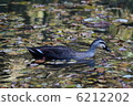 A waterside bird 6212202