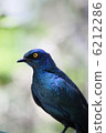 bird  6212286