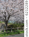Cherry Blossoms   6212289