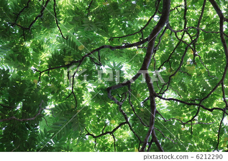 Green 6212290