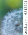 Dandelion 6212291