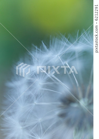 Dandelion 6212291