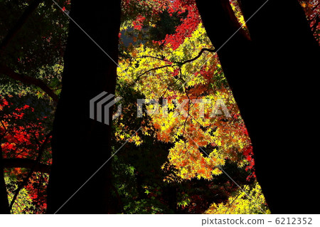 Silhouettes of tree trunks and leaves of maize 6212352
