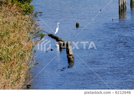 Shirasagi stopping at the fence of the river Shirasagi stopping at the fence of the river 6212646