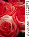 Plant bouquet flower rose 6212975