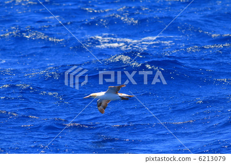 Australian white boobies Australian white boobies 6213079