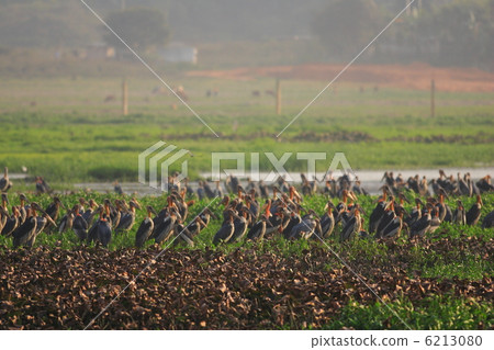 Oklahoma deer Oklahoma deer 6213080