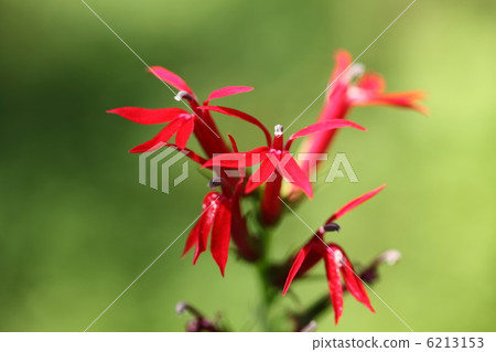 Sawagikyou Sawagikyou 6213153