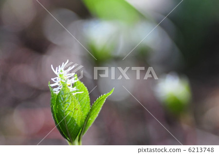Hitorishizuka Hitorishizuka 6213748
