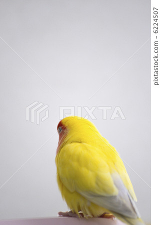 Kozaku Rinko 6224507