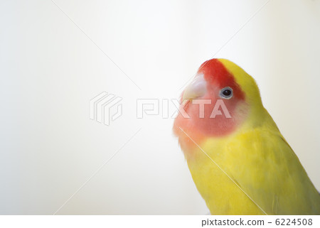 Kozaku Rinko 6224508