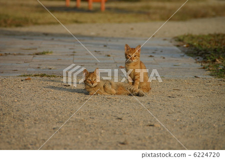 Kitten brothers 6224720