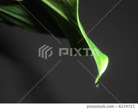 Leaf droplet 6224721
