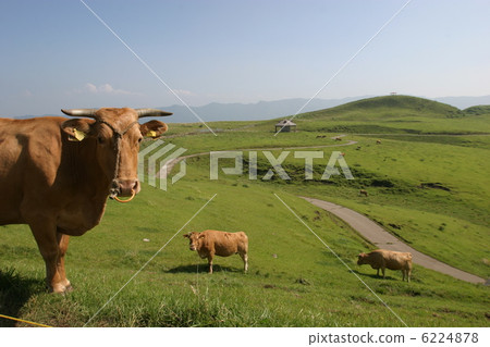 阿蘇草原和紅肉牛 阿蘇草原和紅肉牛 6224878