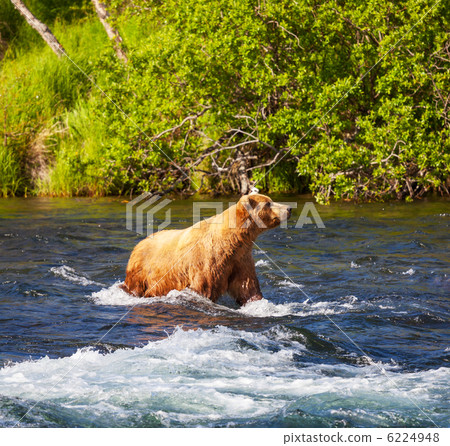 Bear on Alaska 6224948