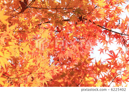 Seasonal News Seasonal News 6225402