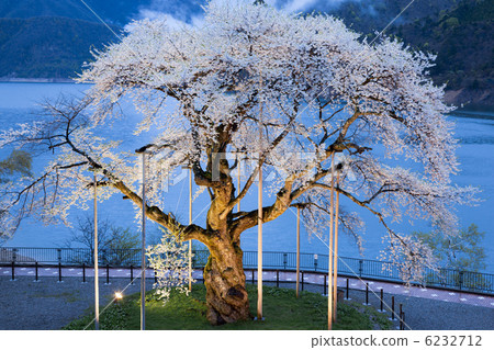 Sawa cherry blossoms illuminated 6232712