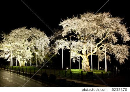 [Gifu Prefecture] Shogawa Sakura Light Up 6232878