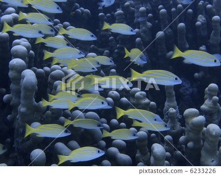 Ishigakijima / Yosuji Dihedai 6233226