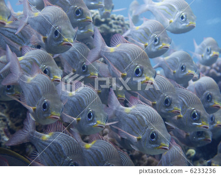 Ishigakijima / saw gully dies 6233236