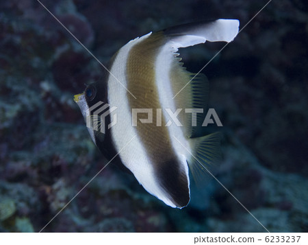 Ishigakijima / Minami hatatate dai 6233237