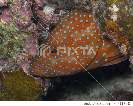 Ishigakijima / Yukatahata Ishigakijima / Yukatahata 6233238