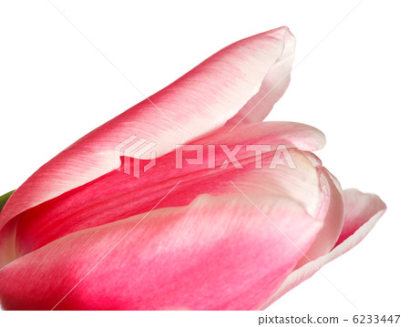 Holiday tulip flower isolated on white Holiday tulip flower isolated on white 6233447