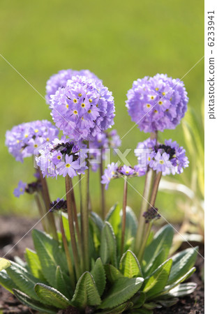 Drumstick primula Drumstick primula 6233941